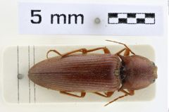 Foto (Dorsalansicht) von Harminius gigas (NHMW-ZOO-COL-0008949)